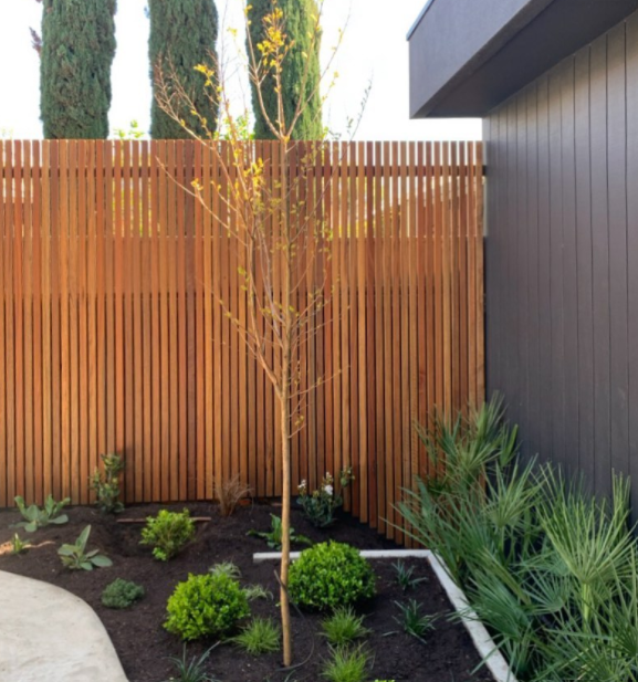 Screening behind a tranquil garden